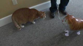 Bert the Cat vs Cat Balloon [upl. by Gniy]