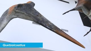 Quetzalcoatlus  Specimen Spotlight [upl. by Gilbertson616]