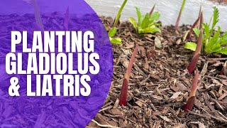 🌸 Planting Gladiolus amp Liatris Bulbs  How To Plant Bulbs  Planting Spring Bulbs [upl. by Acinom]