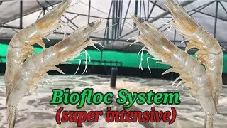 Super Intensive Biofloc Shrimp Farming  Vannamei Farming [upl. by Ainaj]