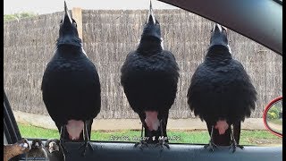 Serenaded by Australian Magpies [upl. by Martine]