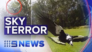 Warnings as magpie swooping season begins  Nine News Australia [upl. by Monjo]