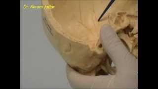 Osteology of the skull 1 Introduction [upl. by Geldens]