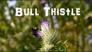 Mini Artichokes for FREE Foraging the Bull Thistle [upl. by Mairym]