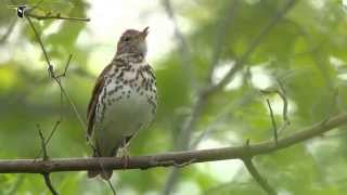 Wood Thrush singing [upl. by Hafeenah]