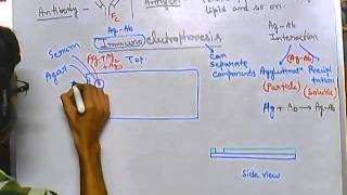 Immunoelectrophoresis [upl. by Annahs]