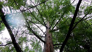 Dawn Redwood Metasequoia glyptostroboides [upl. by Atteynot]