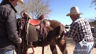 Adjusting the Saddle — Best Fit for your Mule [upl. by Annabelle949]