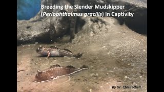 Breeding Mudskippers in Captivity [upl. by Templer639]