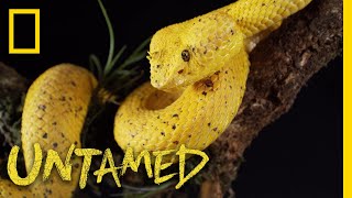 Yellow Eyelash Viper  Untamed [upl. by Aicatan]