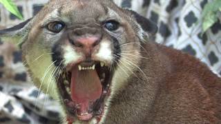 Man tames injured Mountain Lion in minutes [upl. by Haik]