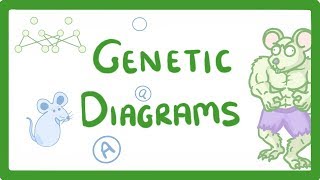 GCSE Biology  Genetic Diagrams 73 [upl. by Stretch]