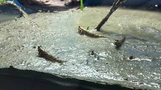 Mudskippers in tidal mudflat aquarium [upl. by Lejna]