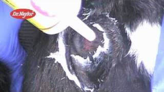 Dr Naylor Dehorning Paste Instructional Video [upl. by Garrot]