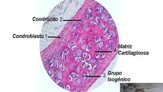 Tecido conjuntivo cartilaginoso [upl. by Thorrlow853]