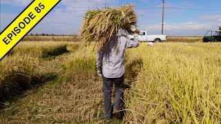 I Learn How to Harvest Rice by Hand at the Rice Experiment Station [upl. by Narton441]