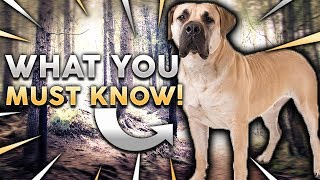 BOERBOEL 101 Everything You Need To Know About Owning A BoerBoel Puppy [upl. by Verda719]