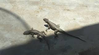 🦎 Lagartixa brigando por disputa de território Calangodeparede Tropidurus hispidus [upl. by Bab]