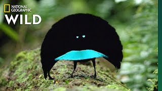 Rare Footage of New Bird of Paradise Species Shows Odd Courtship Dance  Nat Geo Wild [upl. by Jobey]