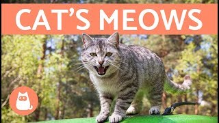 Cats Meows and What They Mean [upl. by Ammadis847]