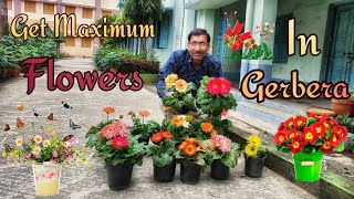 Caring of Gerbera for Getting Maximum Flowers [upl. by Delwyn]