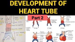 Development of Heart Tube Part 2  Heart Embryology [upl. by Nirad]