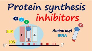 Protein synthesis inhibitors [upl. by Byram]