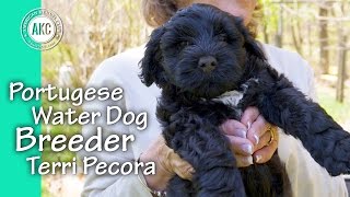 Portuguese Water Dog Breeder  Terri Pecora [upl. by Hersh689]