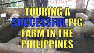 Touring A Successful Pig Farm In The Philippines [upl. by Kcired]