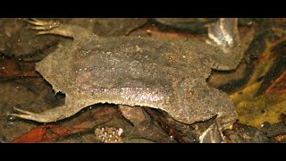 The Common Surinam Toad [upl. by Braswell561]