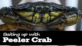 How to Bait up with Peeler Crab for Fishing [upl. by Milan]