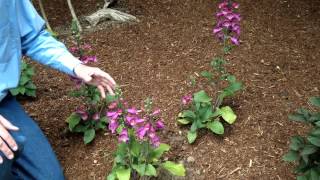 Digitalis purpurea  Foxglove  Landscape and Garden Flowers [upl. by Boccaj]