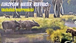 European Water Buffalo Bubalus murrensis [upl. by Ailesor]