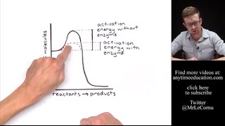 How Do Enzymes Work Activation Energy [upl. by Howzell]