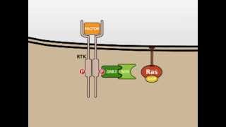 The MAP Kinase MAPK signalling pathway [upl. by Charlean]