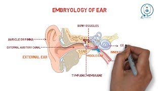 Embryology of ear  development [upl. by Alegre]