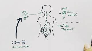 Entamoeba histolytica life cycle  hindi   Amoebic dysentry  parasitic protozoan [upl. by Ever905]