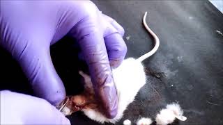 Mouse Brain Dissection 1 [upl. by Arika]