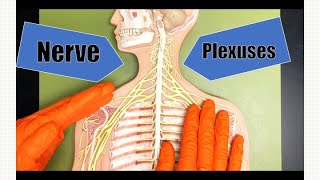 Nerve Plexuses [upl. by Acinomed129]