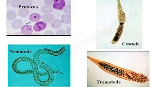 Introduction to Medical Parasitology lecture [upl. by Lizabeth499]