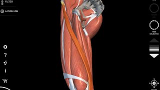 Sartorius muscle  3D Anatomy origin insertion [upl. by Suirtimid]