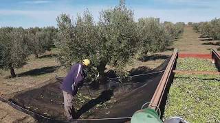 Recogida de aceituna Campaña 201819 en Olivar de lasolana2 [upl. by Aisset]