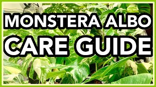 Monstera deliciosa ALBO Variegata COMPLETE Care Guide [upl. by Eenaej]