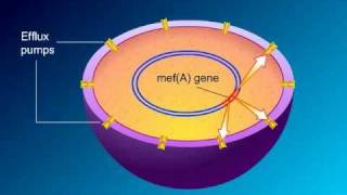 Macrolides Mechanisms of Action and Resistance [upl. by Dnaltiak]