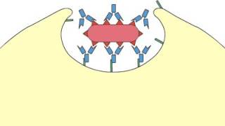 Phagocytosis Opsonization [upl. by Aggy]