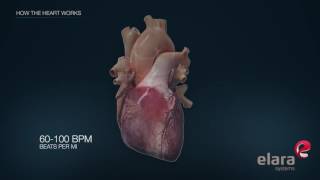 Heart in 3D Animation How the Heart Works [upl. by Ennybor51]