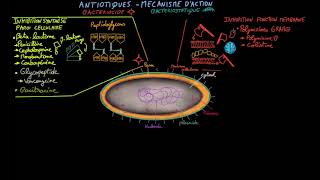 Antibiotiques  Ep 2  mécanisme daction  Docteur Synapse [upl. by Senhauser]