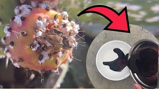 How to extract dye from Cochineal bugs [upl. by Mahau]