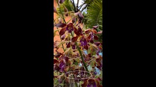 All About DENDROBIUM Orchids  How To Grow Them  Enjoy It [upl. by Erastes893]