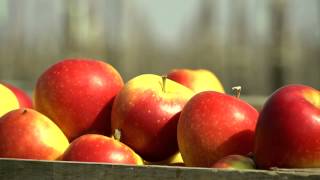 Kanzi® Apples Corporate Film [upl. by Asehr]